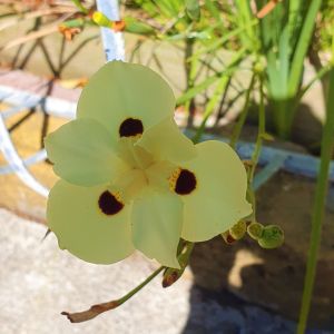 Dietes iridioides, commonly named African iris, fortnight lily, and morea iris, is a species of plant in the family Iridaceae that is native to Southern Africa. 